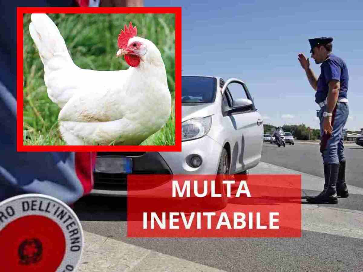 Multe gallina